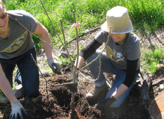 Volunteers caring for fruit tree