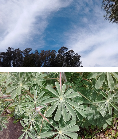 blue sky with wispy clouds, and lupine leaves with water droplets