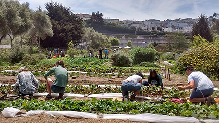 people working in the south garden at Alemany Farm on a sunny day
