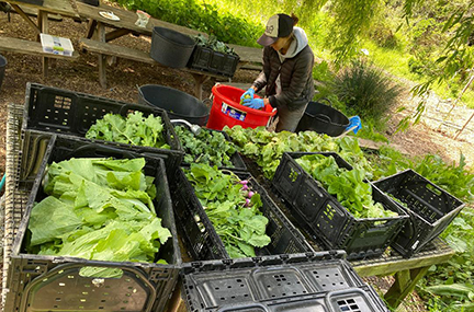 A person rinses produce in a bucket near crates full of various fresh produce