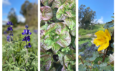 Triptych of photos showing purple lupine at right; butter lettuce at center; and yellow blossom of flannel bush with ceanothus at right.