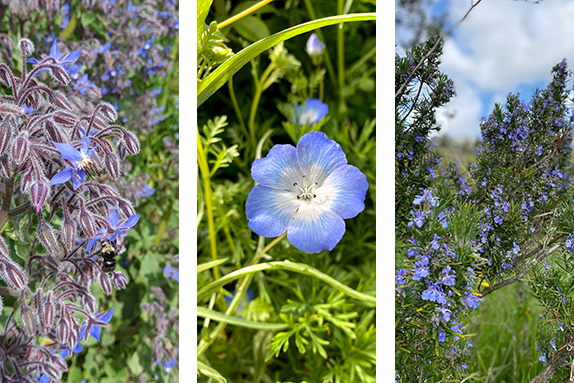 A triptypch of photos featuring blue flowers in bloom. 