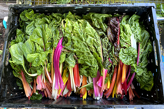 colorful rainbow chard arranged in a crate