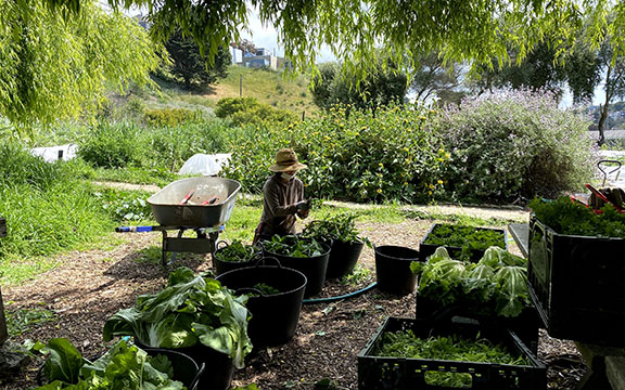 A person in straw hat, face mask, and gloves sorts greens in large buckets and crates under the shade of a will tree.