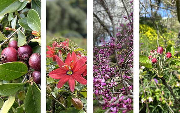 Four separate images of fruits, blossoms of varying shades of red and rose, with surrounding foliage.