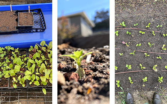 A triptych of three images: seedlings in trays in a greenhouse; a tiny seedling in a raised bed; an overhead view of several seedlings and irrigation lines in the soil.