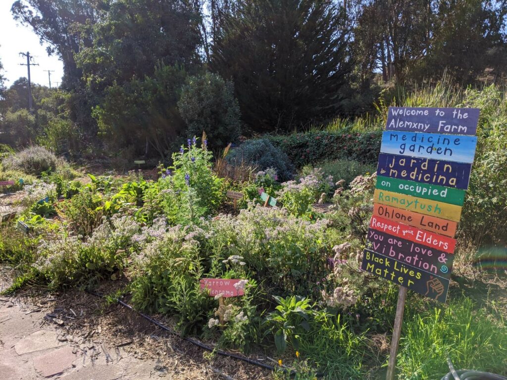 a handpainted sign is posted by a lush herb garden at Alemany Farm. The sign reads "welcome to Alemxny Farm; medicine garden; jardin de medicina; on occupied Ramaytush Ohlone Land; Respect your Elders; you are love & vibration; Black Lives Matter