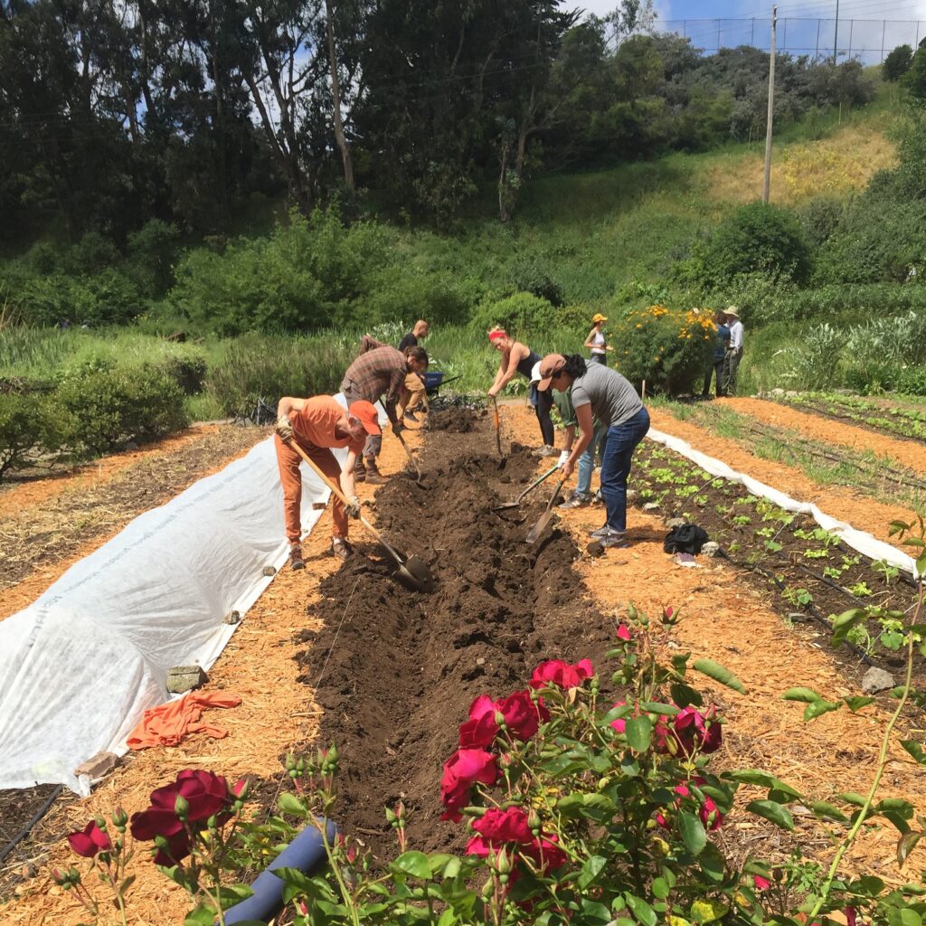 Eight farm volunteers dig two long trenches, into which they will plant potatoes. They stand on pathways that are covered in golden straw mulch. In the foreground: a red rosebush in bloom; in the background: a green hillside; and above, a blue sky.
