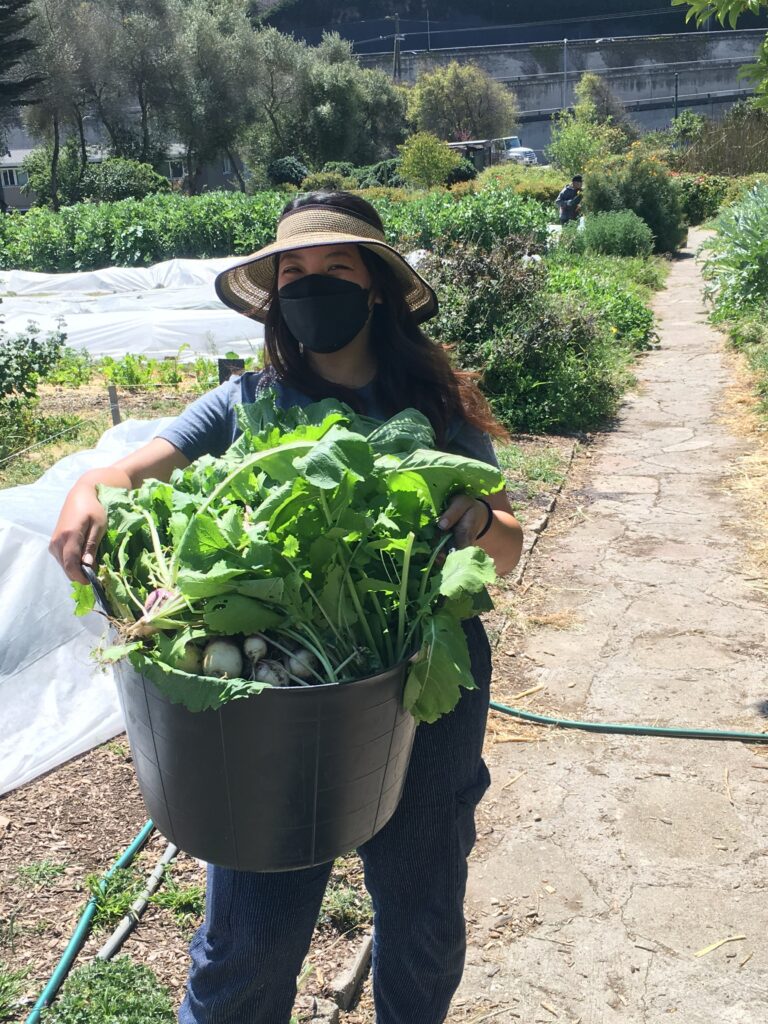 A smiling intern walks down the main farm pathway carrying a big black basket filled with turnips; the leaves mound high above the rim. The intern's hat shields her eyes from the bright sun, and she is clearly smiling under her face mask. Rows of green crops form a beautiful pastoral backdrop to this classic harvest scene.