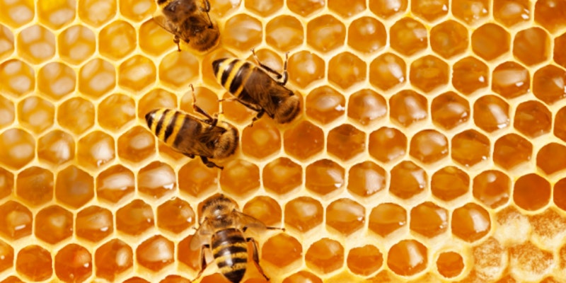 Close up photo of several honeybees on golden honeycomb
